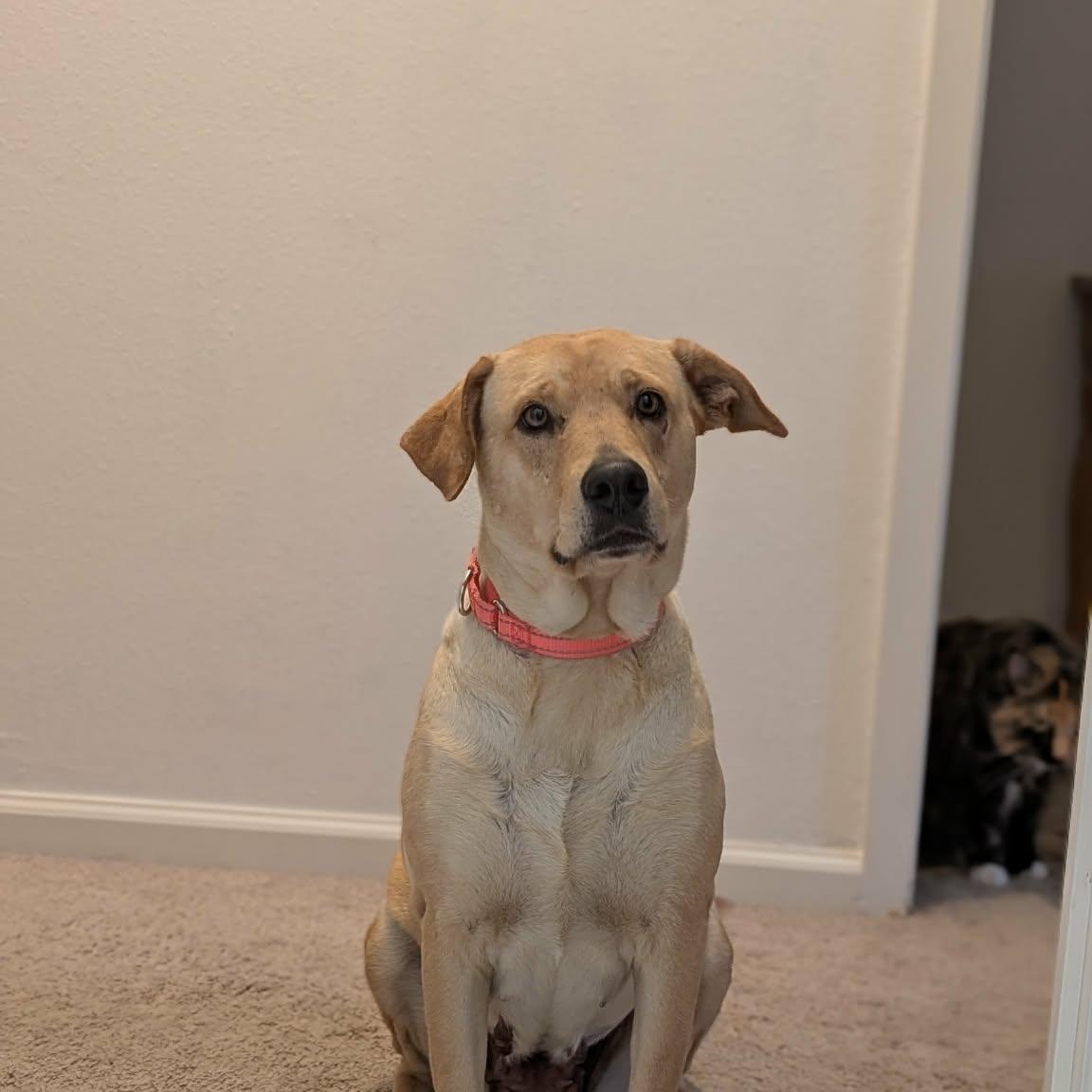Willow, a Adoptable mixed breed in Austin, TX image 1/4