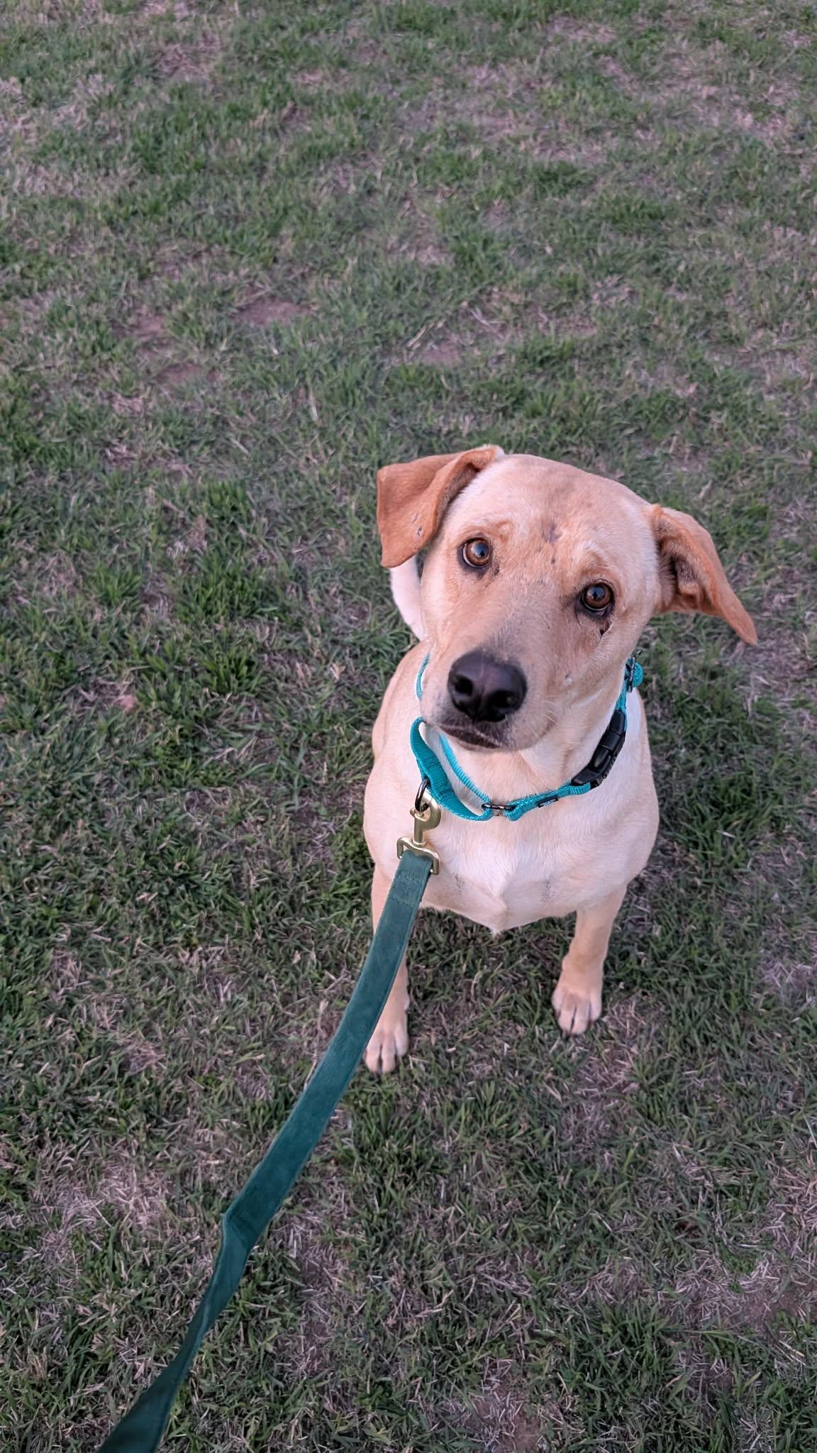 Willow, a Adoptable mixed breed in Austin, TX image 3/4