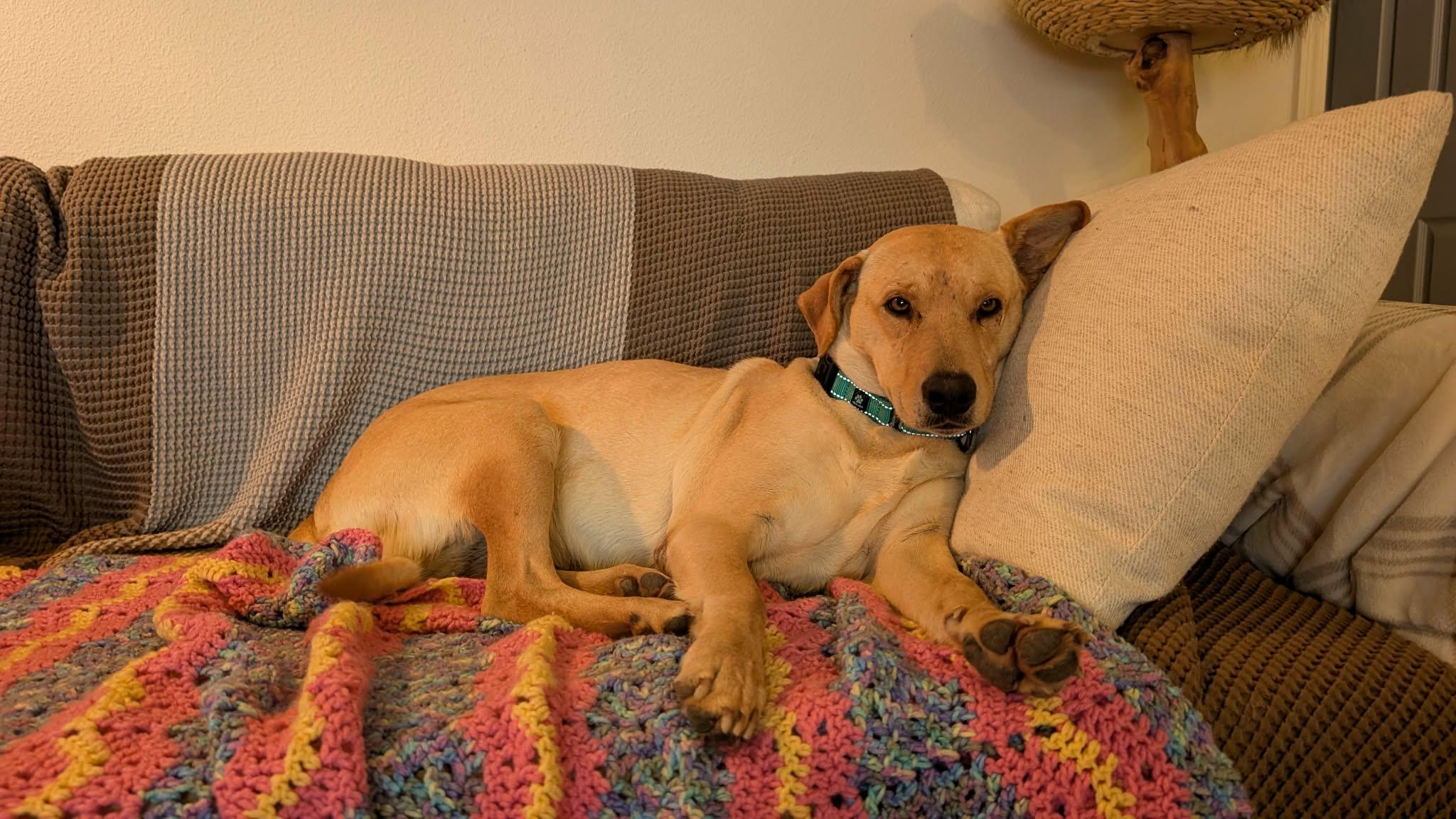 Willow, a Adoptable mixed breed in Austin, TX image 2/4