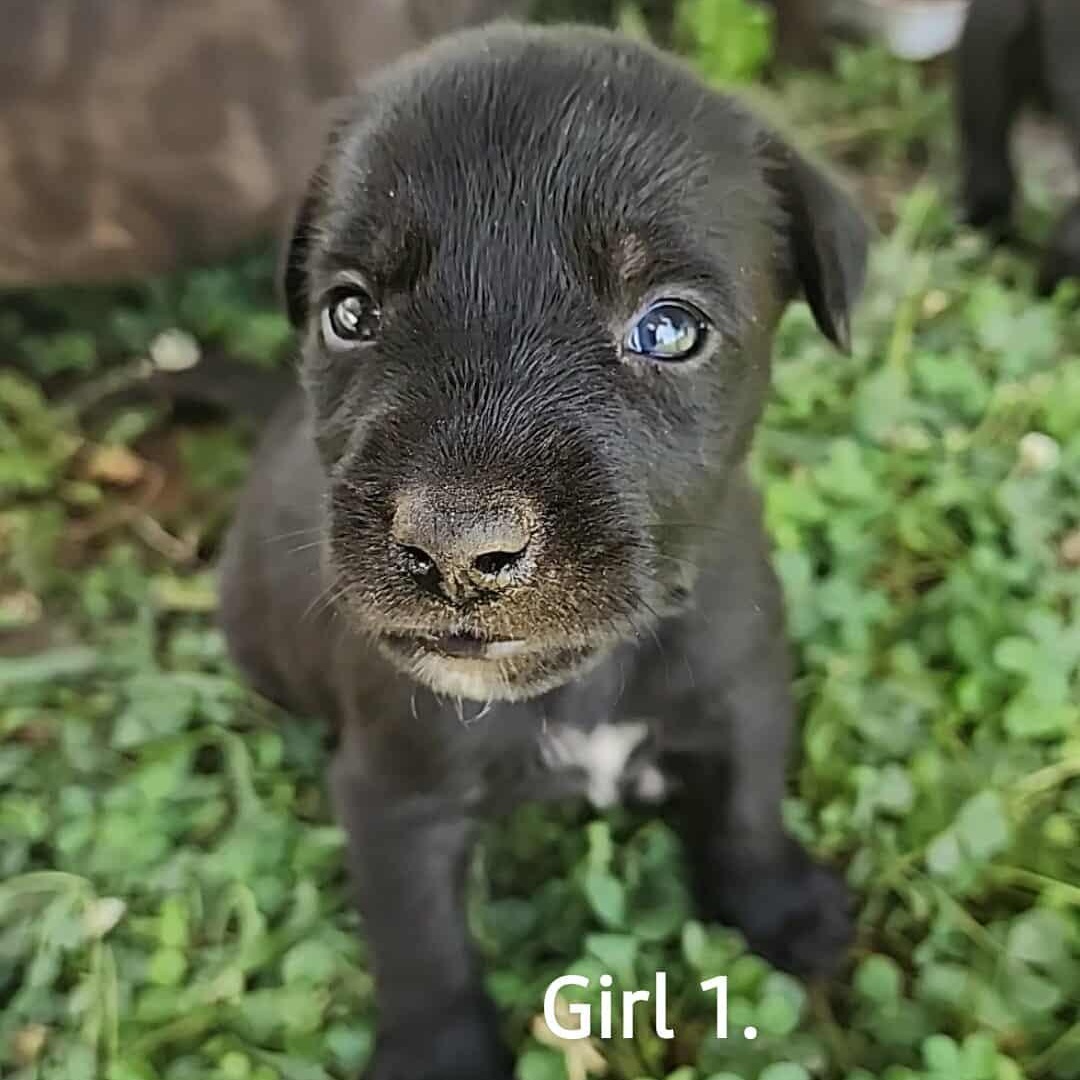 Maggie Mae