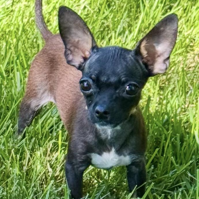 Deryn, an adoptable Chihuahua in Thompson's Station, TN image 2/2