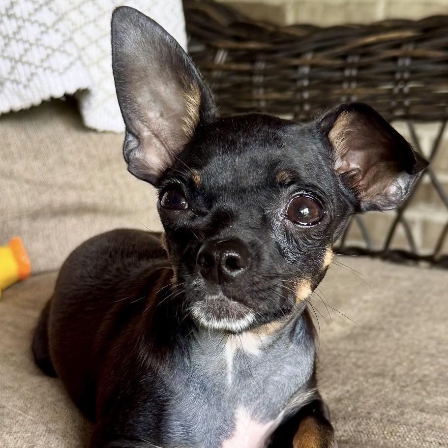 Deryn, adoptable, Puppy Male Chihuahua.