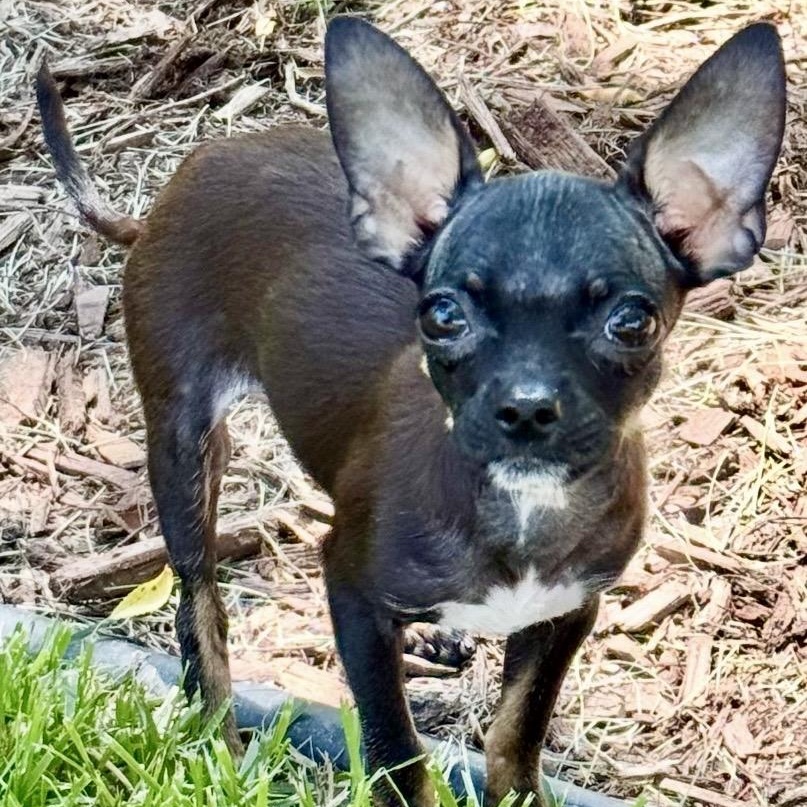 Deryn, adoptable, Puppy Male Chihuahua.