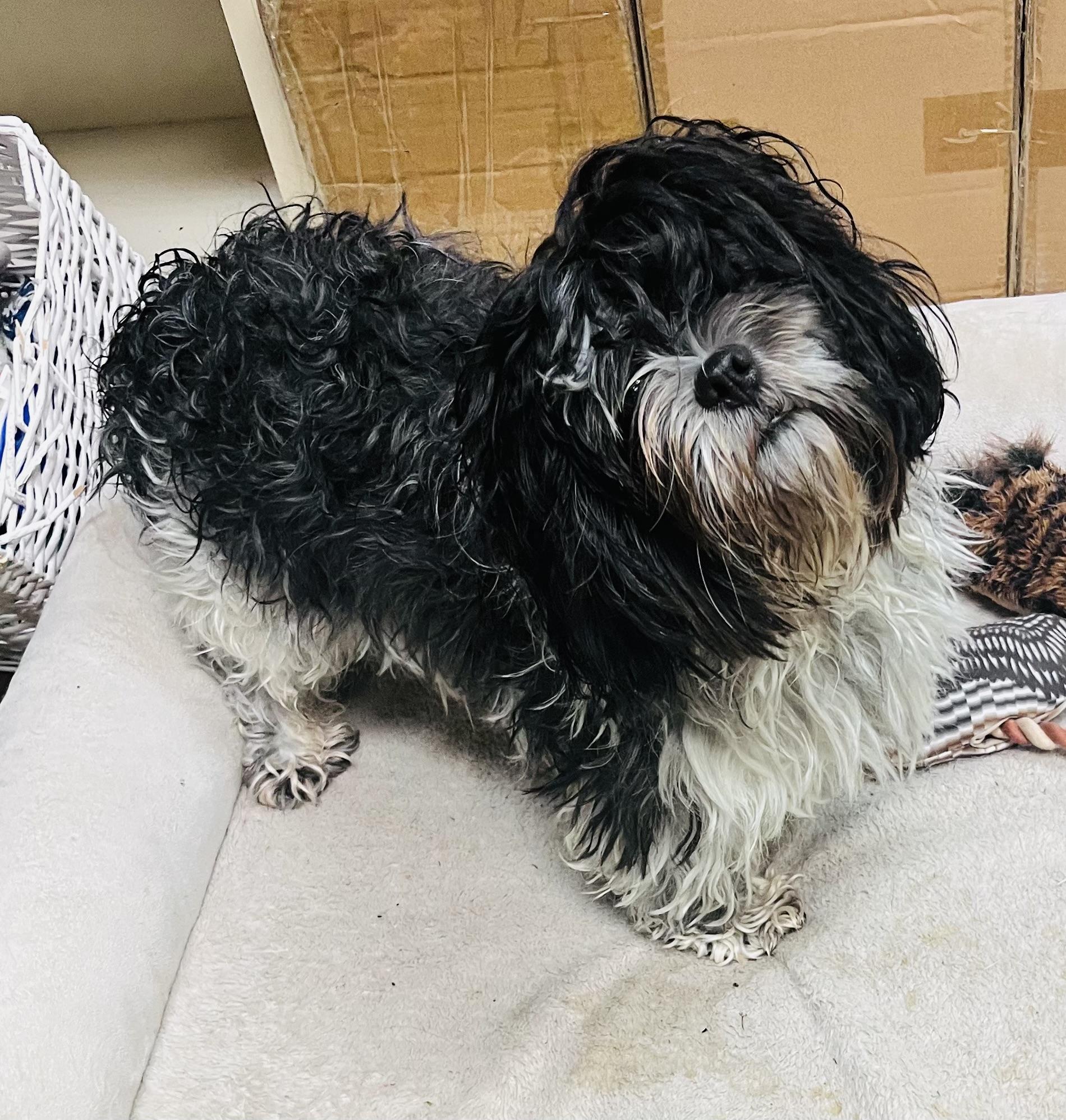 Marlin, ADOPTABLE, Adult Male Shih Tzu.