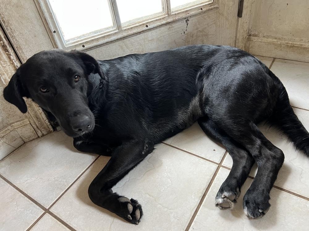 Tezikov / Kay, Adoptable, Young Female Labrador Retriever.