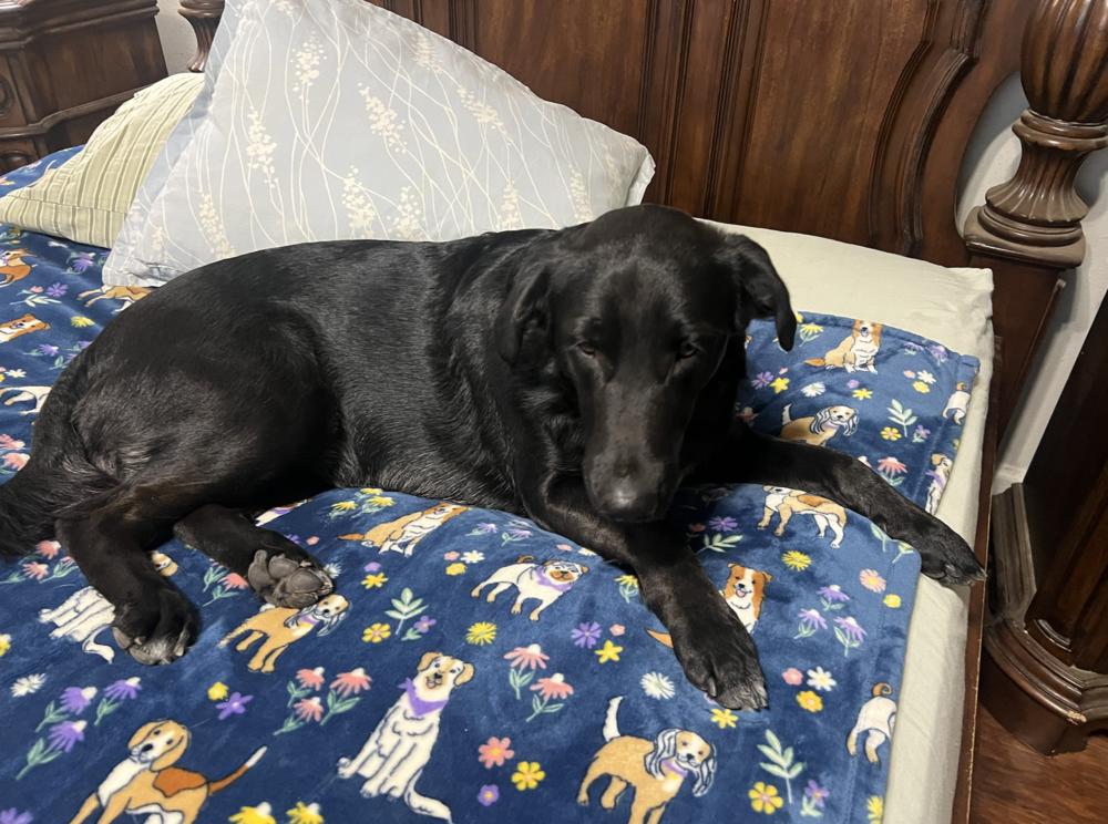 Enlarge Tezikov / Kay, a Adoptable mixed breed in Broomfield, CO image 2/6