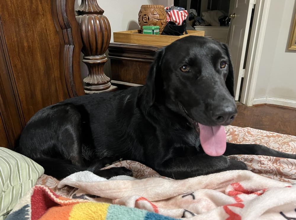 Enlarge Tezikov / Kay, a Adoptable mixed breed in Broomfield, CO image 3/6