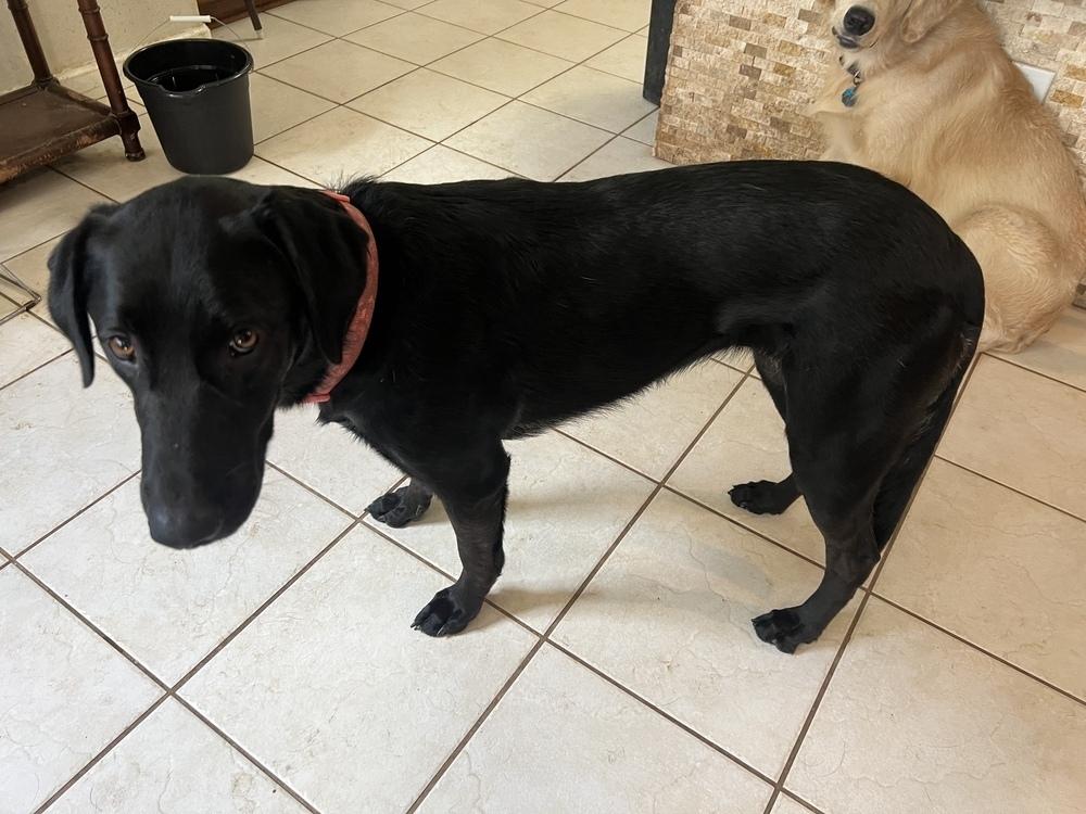 Enlarge Tezikov / Kay, a Adoptable mixed breed in Broomfield, CO image 4/6