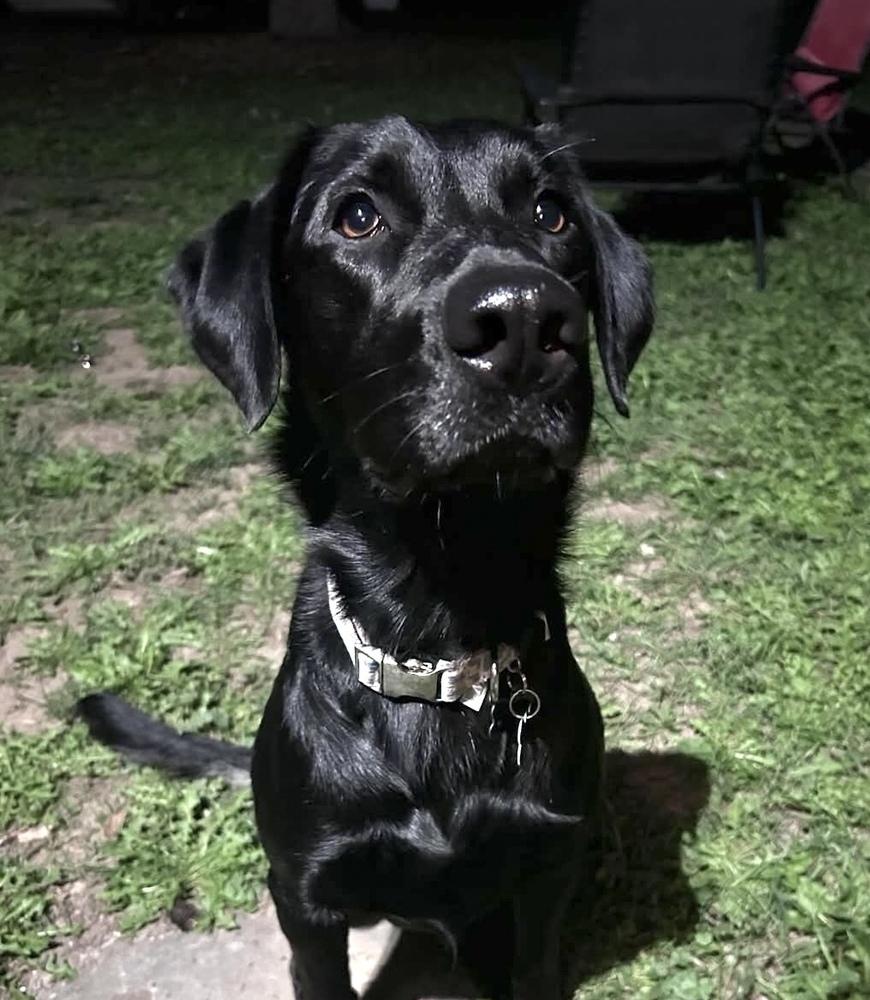 Enlarge Tezikov / Kay, a Adoptable mixed breed in Broomfield, CO image 5/6