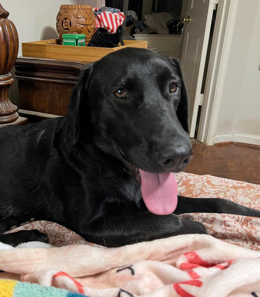 Enlarge Tezikov / Kay, a Adoptable mixed breed in Broomfield, CO image 6/6