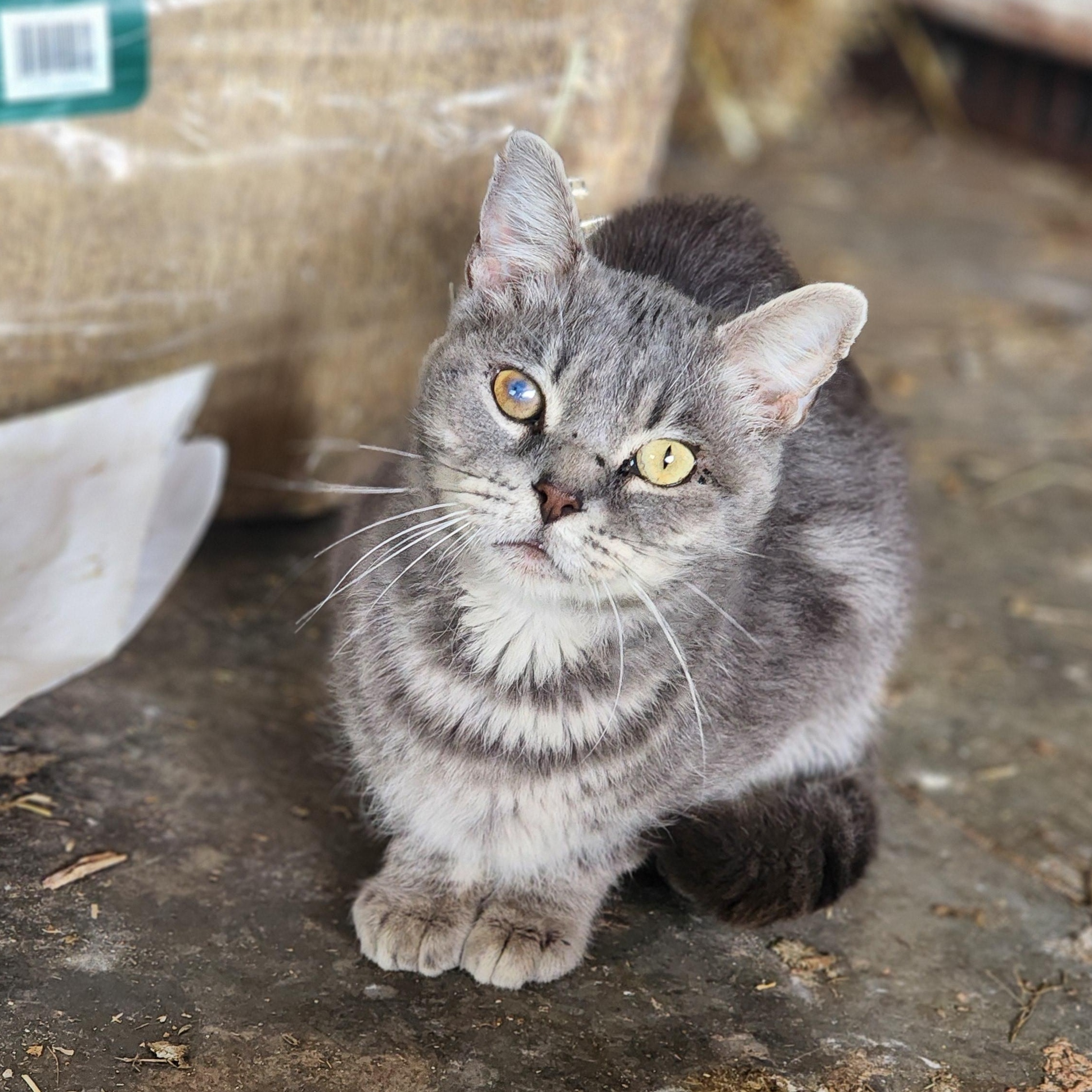 Gray Brother , ADOPTABLE, Adult Male Domestic Short Hair.