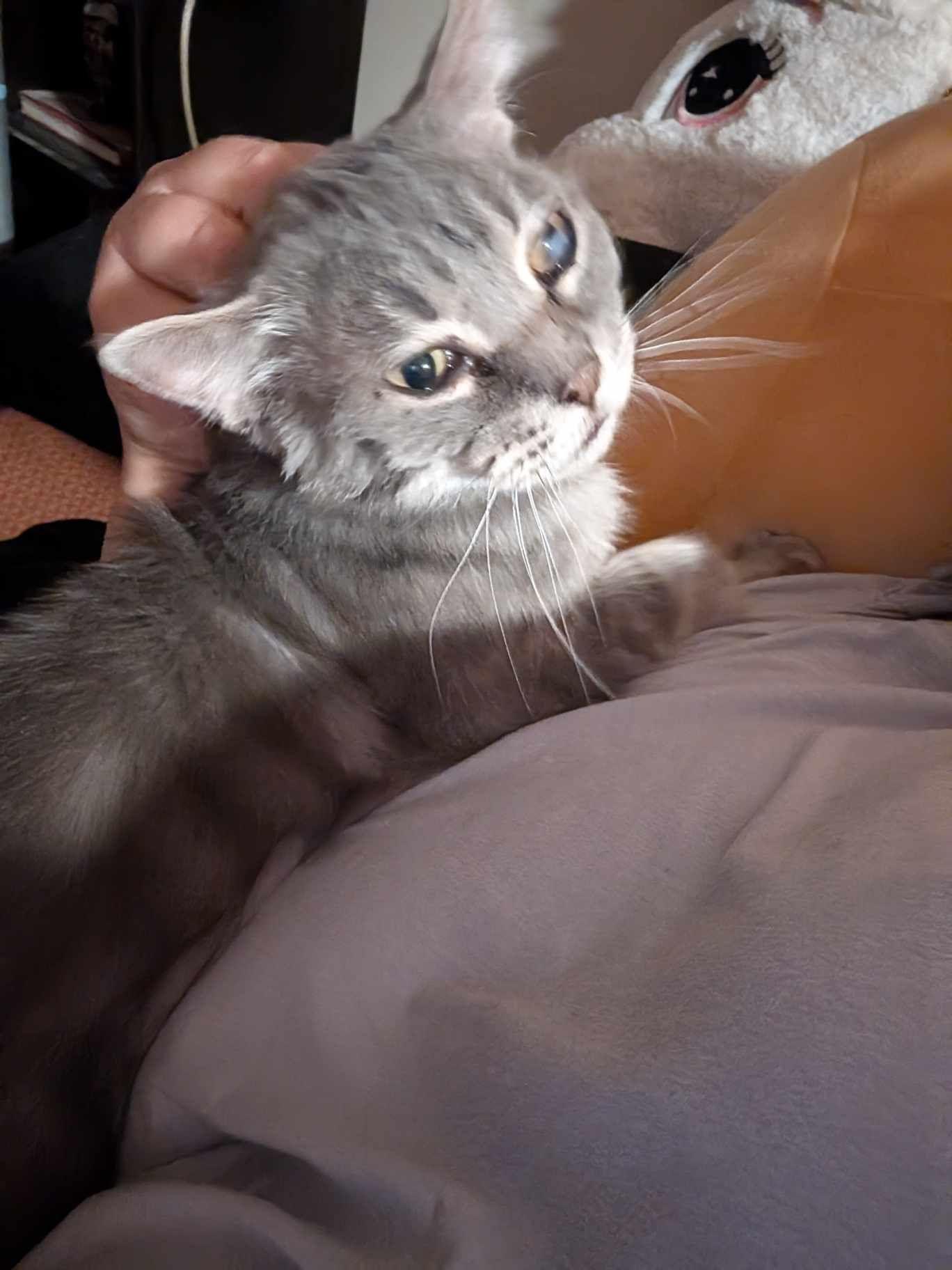 Enlarge Gray Brother , a ADOPTABLE Domestic Short Hair in Lincoln, NE image 4/5