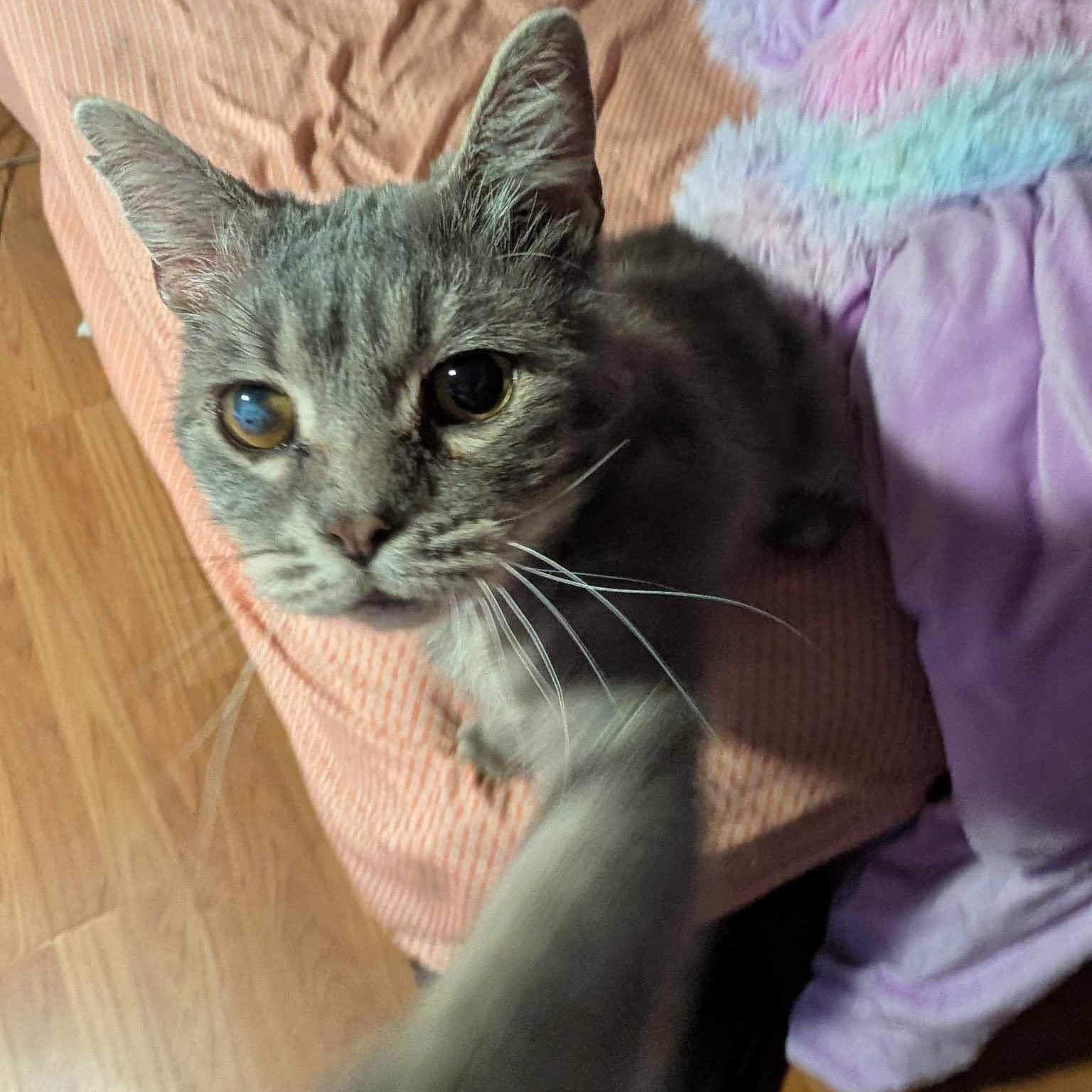 Enlarge Gray Brother , a ADOPTABLE Domestic Short Hair in Lincoln, NE image 5/5