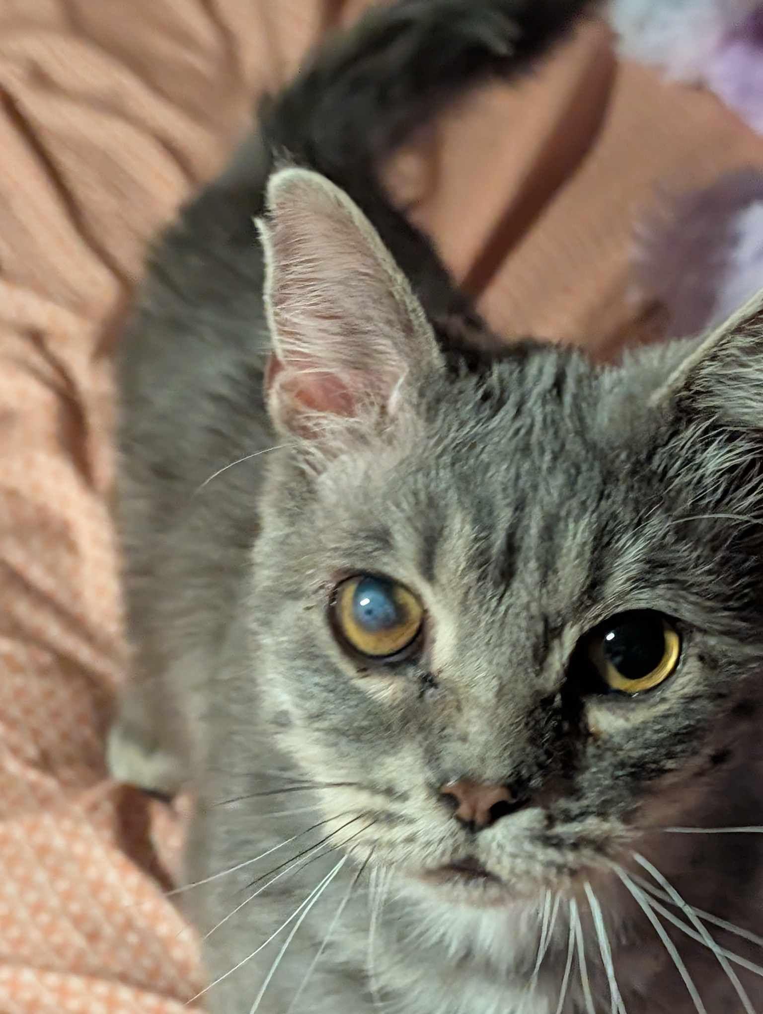 Enlarge Gray Brother , a ADOPTABLE Domestic Short Hair in Lincoln, NE image 2/5