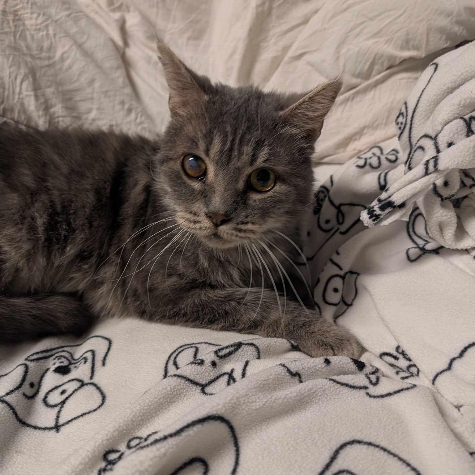 Enlarge Gray Brother , a ADOPTABLE Domestic Short Hair in Lincoln, NE image 3/5