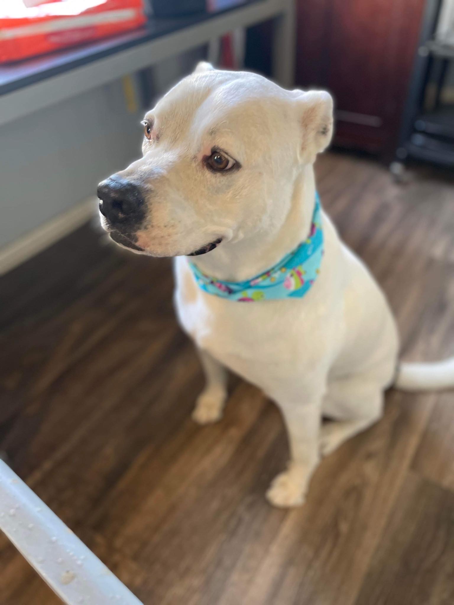 Enlarge Cooper, a Adoptable mixed breed in Rolling Hills Estates, CA image 3/4