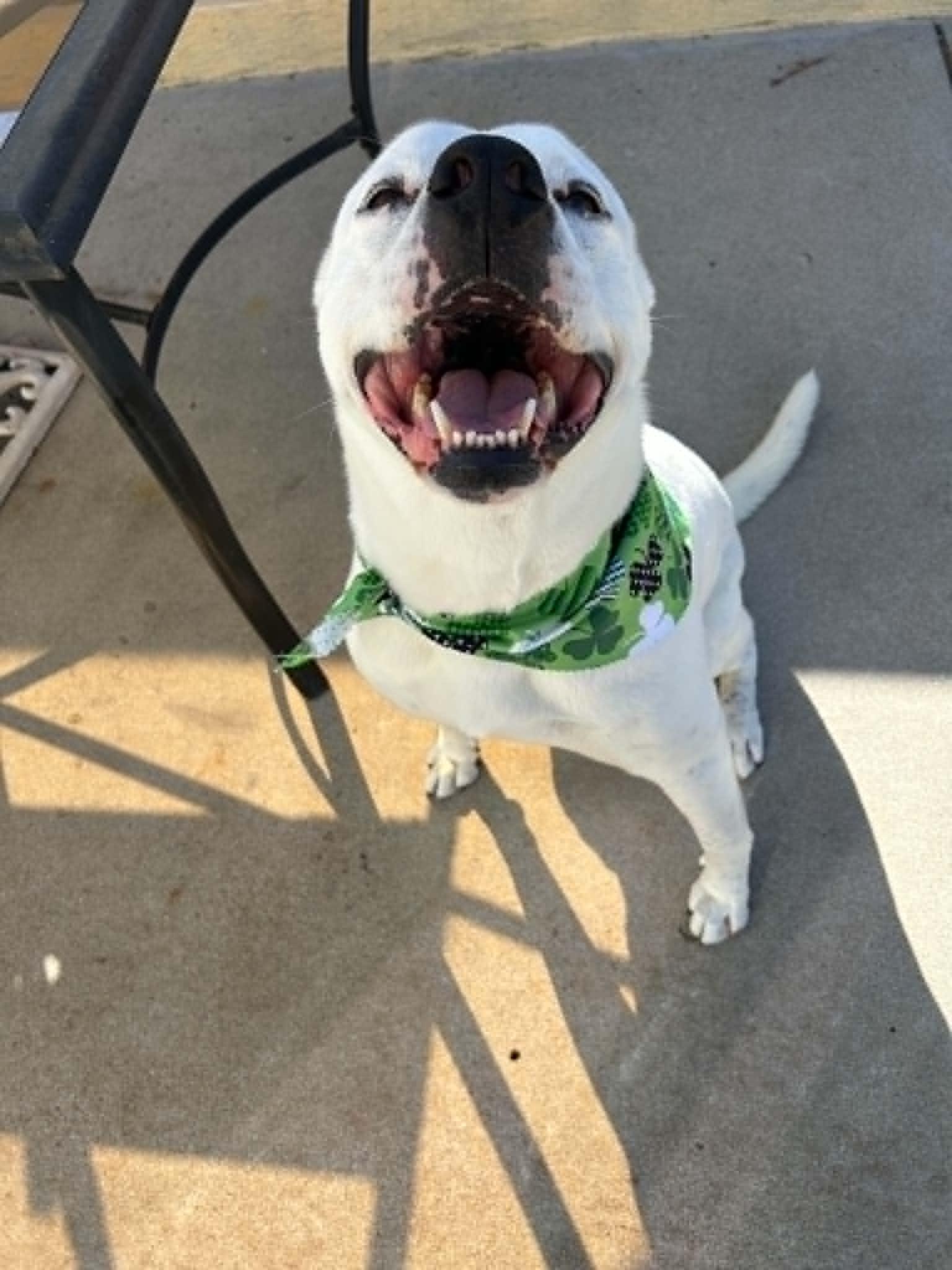 Cooper, Adoptable, Adult Male Pit Bull Terrier & Sheep Dog.