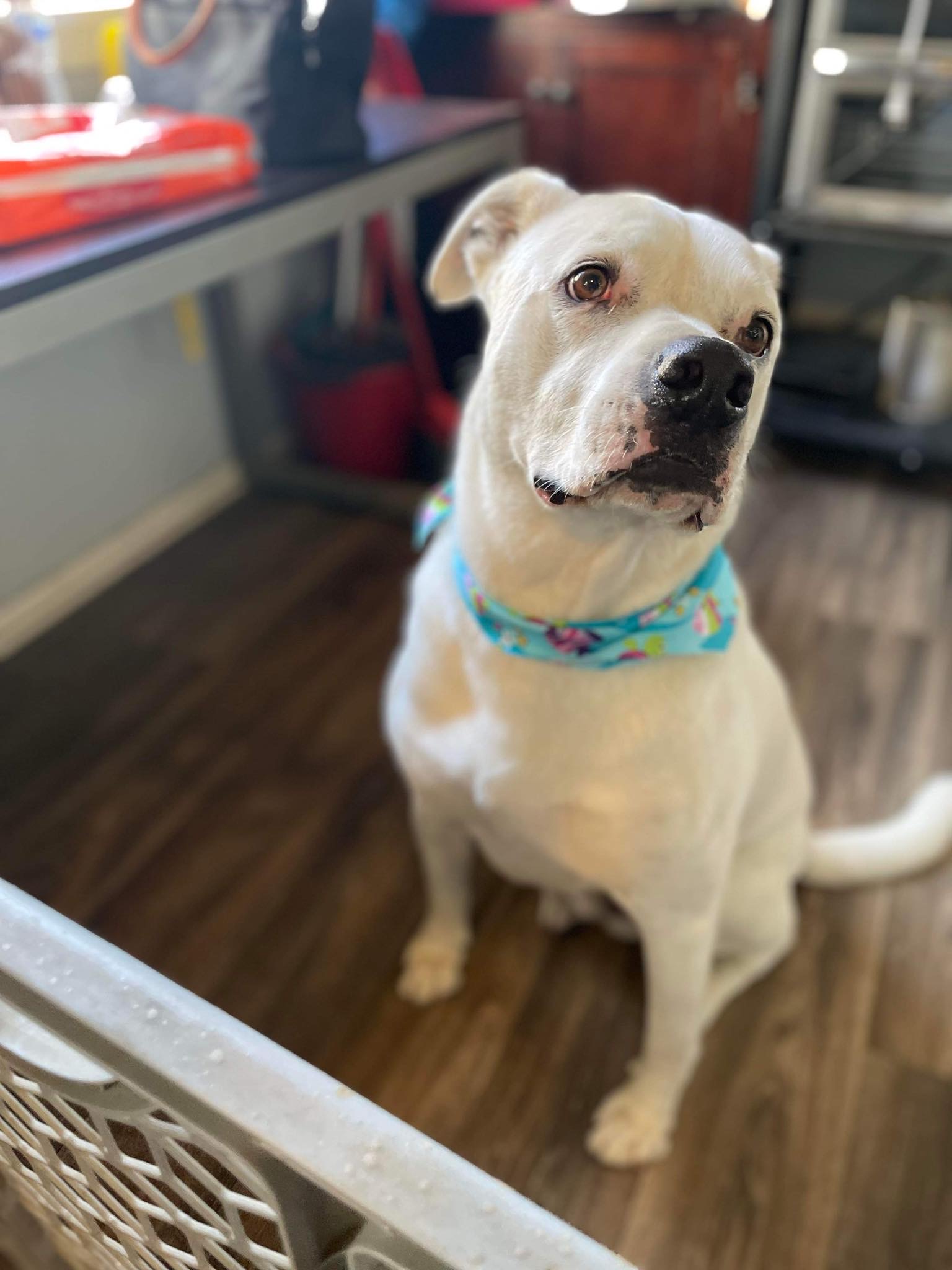 Enlarge Cooper, a Adoptable mixed breed in Rolling Hills Estates, CA image 2/4