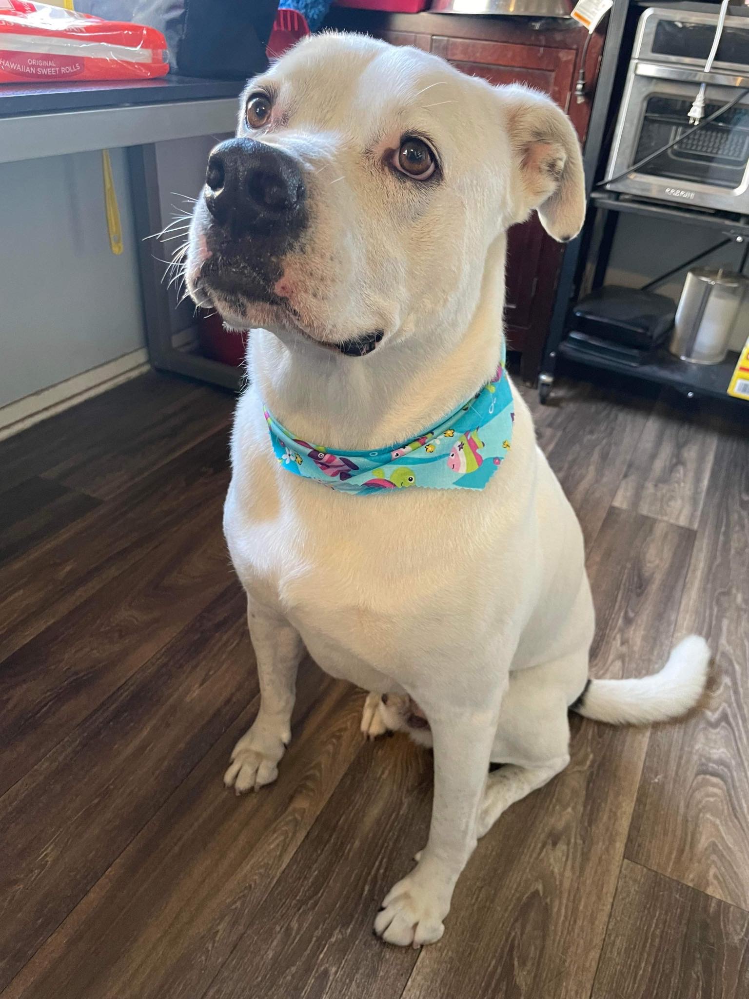 Enlarge Cooper, a Adoptable mixed breed in Rolling Hills Estates, CA image 4/4