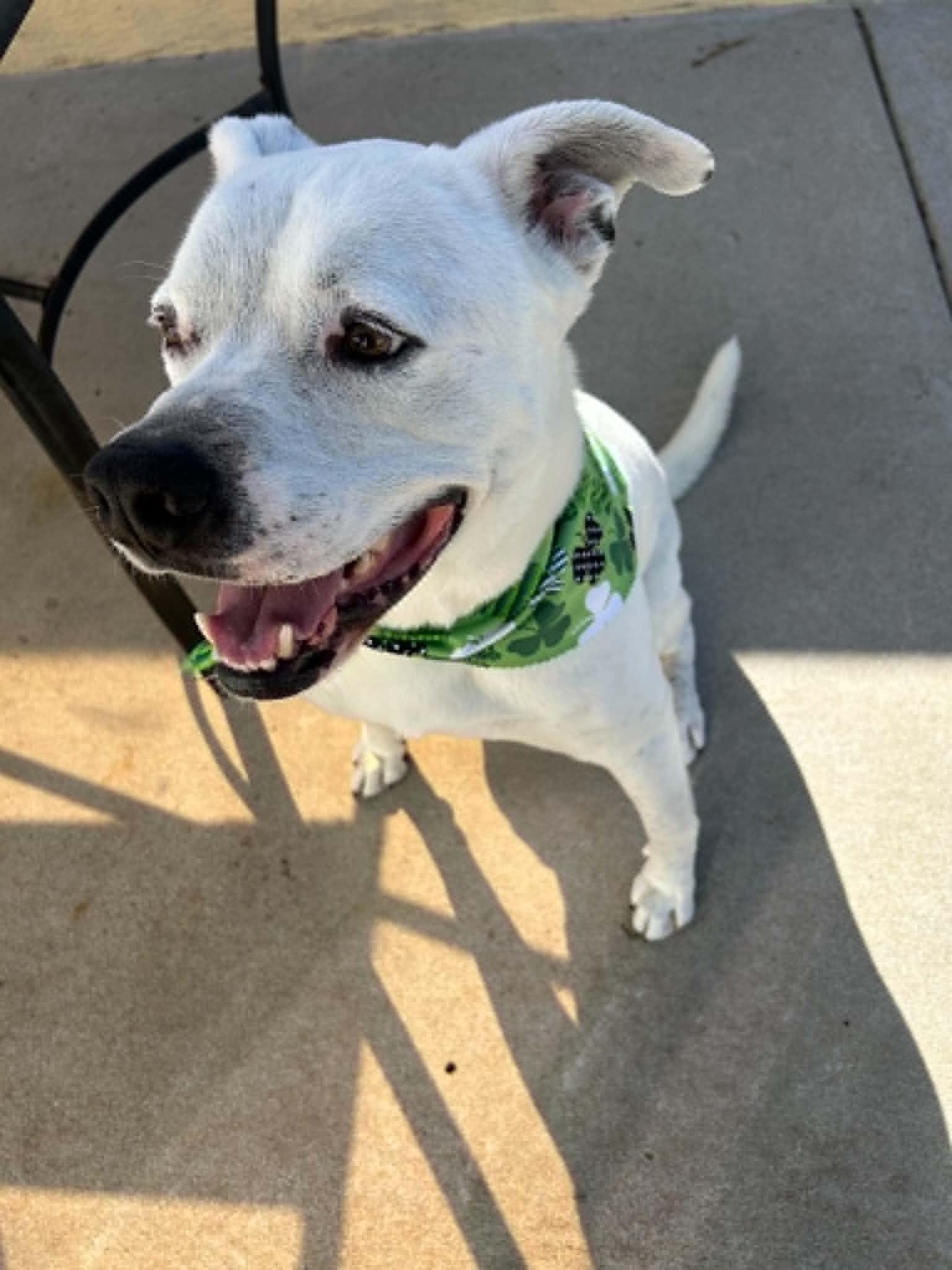 Enlarge Cooper, a Adoptable mixed breed in Rolling Hills Estates, CA image 2/6