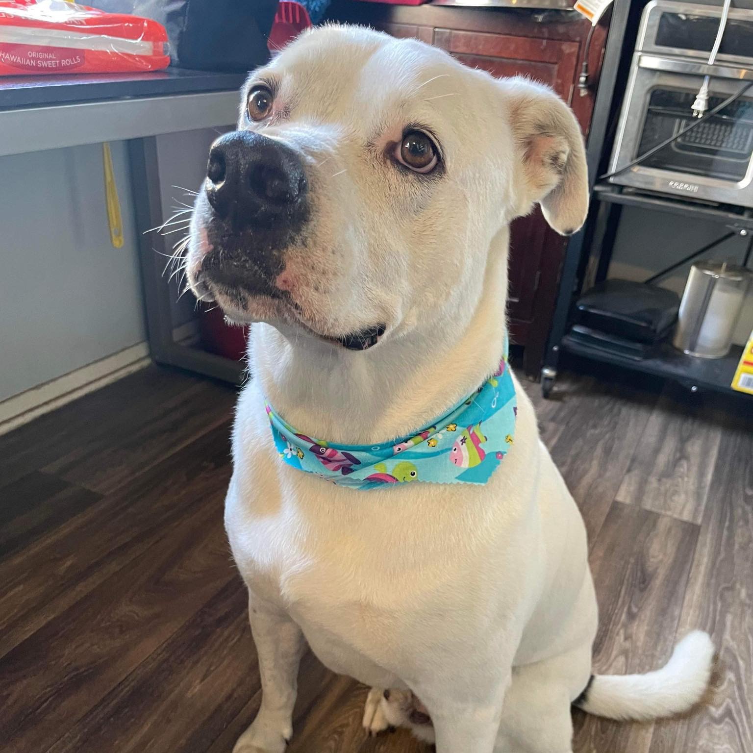 Cooper, Adoptable, Adult Male Pit Bull Terrier & Sheep Dog.