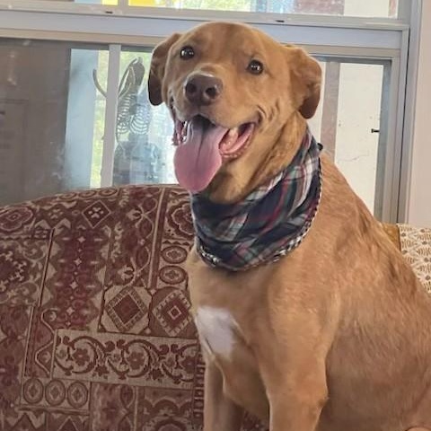 Enlarge Teddy, a ADOPTABLE mixed breed in Unionville, CT image 2/6