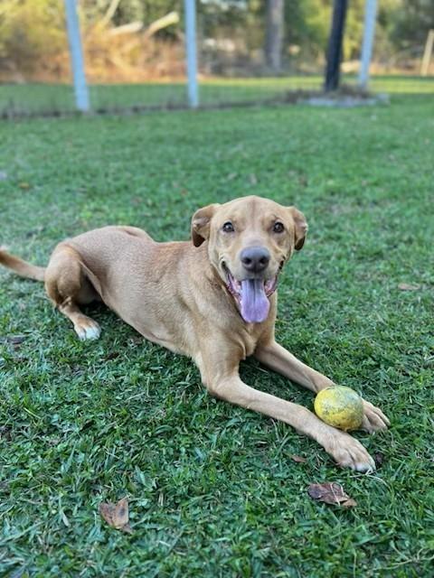 Enlarge Teddy, a ADOPTABLE mixed breed in Unionville, CT image 3/6