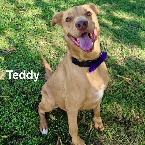 Enlarge Teddy, a ADOPTABLE mixed breed in Unionville, CT image 4/6