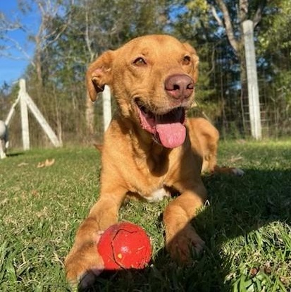 Enlarge Teddy, a ADOPTABLE mixed breed in Unionville, CT image 1/6