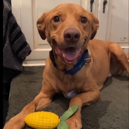 Enlarge Teddy, a ADOPTABLE mixed breed in Unionville, CT image 5/6