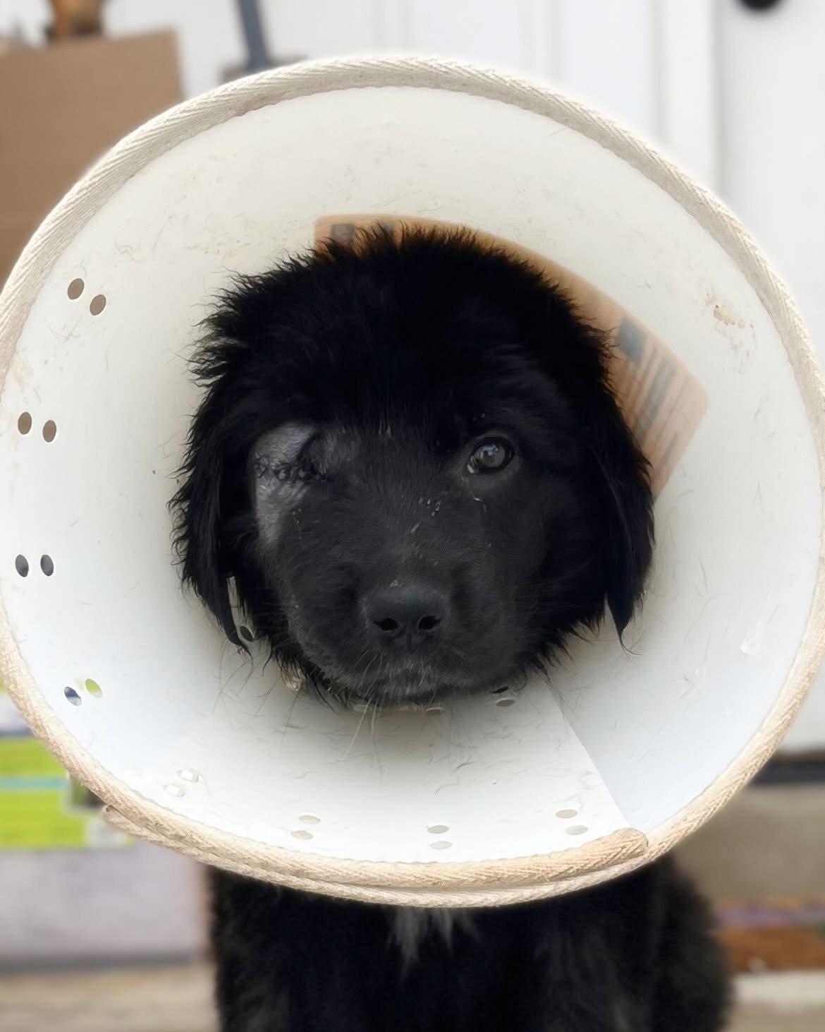 Enlarge Shiloh, a Adopted Mixed Breed in Bountiful, UT image 1/1