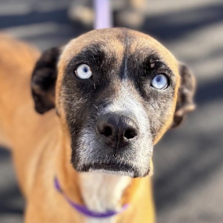 Enlarge Blue, a Adoptable mixed breed in Richmond, VA image 3/6