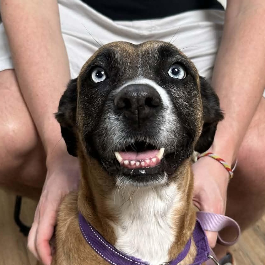 Blue, Adoptable, Adult Female Shepherd & Boxer.