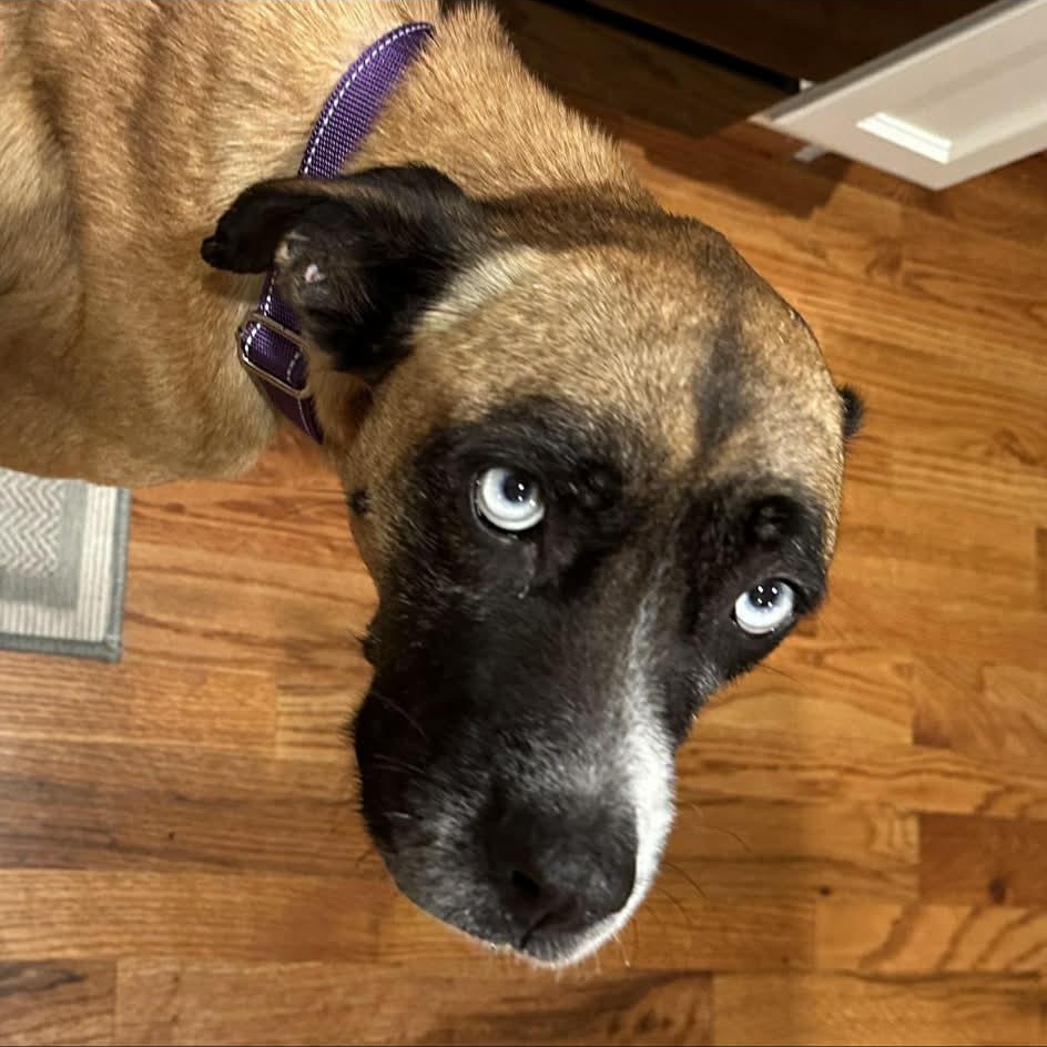 Enlarge Blue, a Adoptable mixed breed in Richmond, VA image 6/6