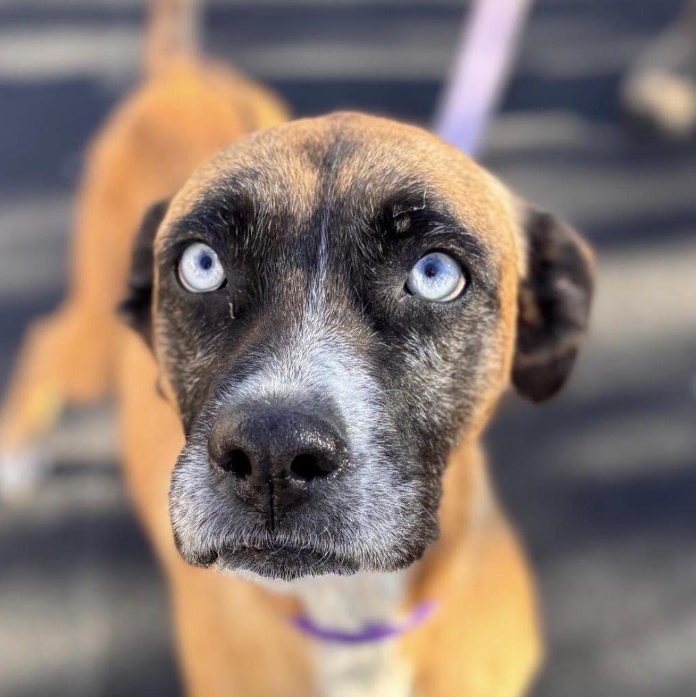 Enlarge Blue, a Adoptable mixed breed in Richmond, VA image 2/6
