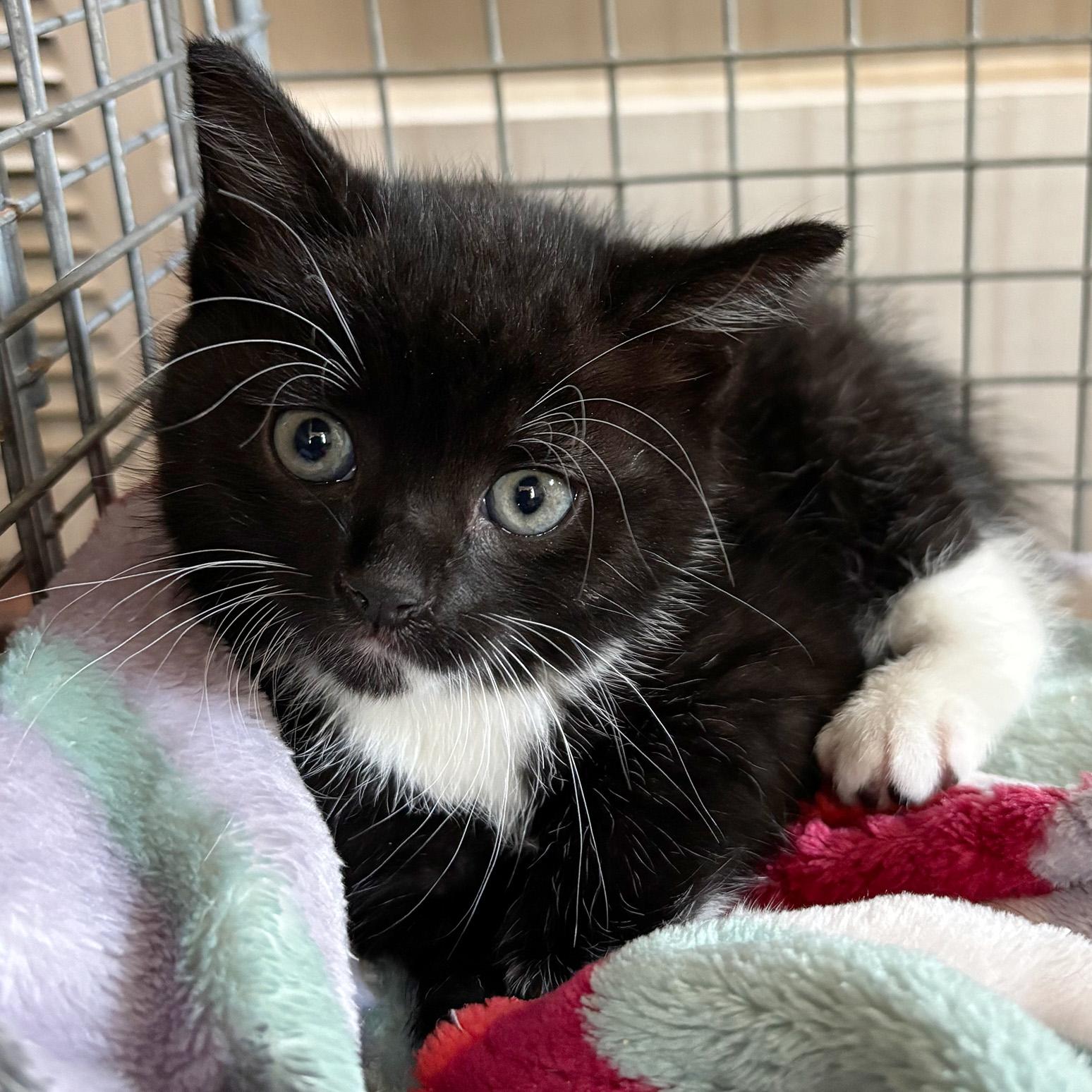 Enlarge Dozer, a Adoptable Domestic Short Hair in Fair Haven, VT image 3/3