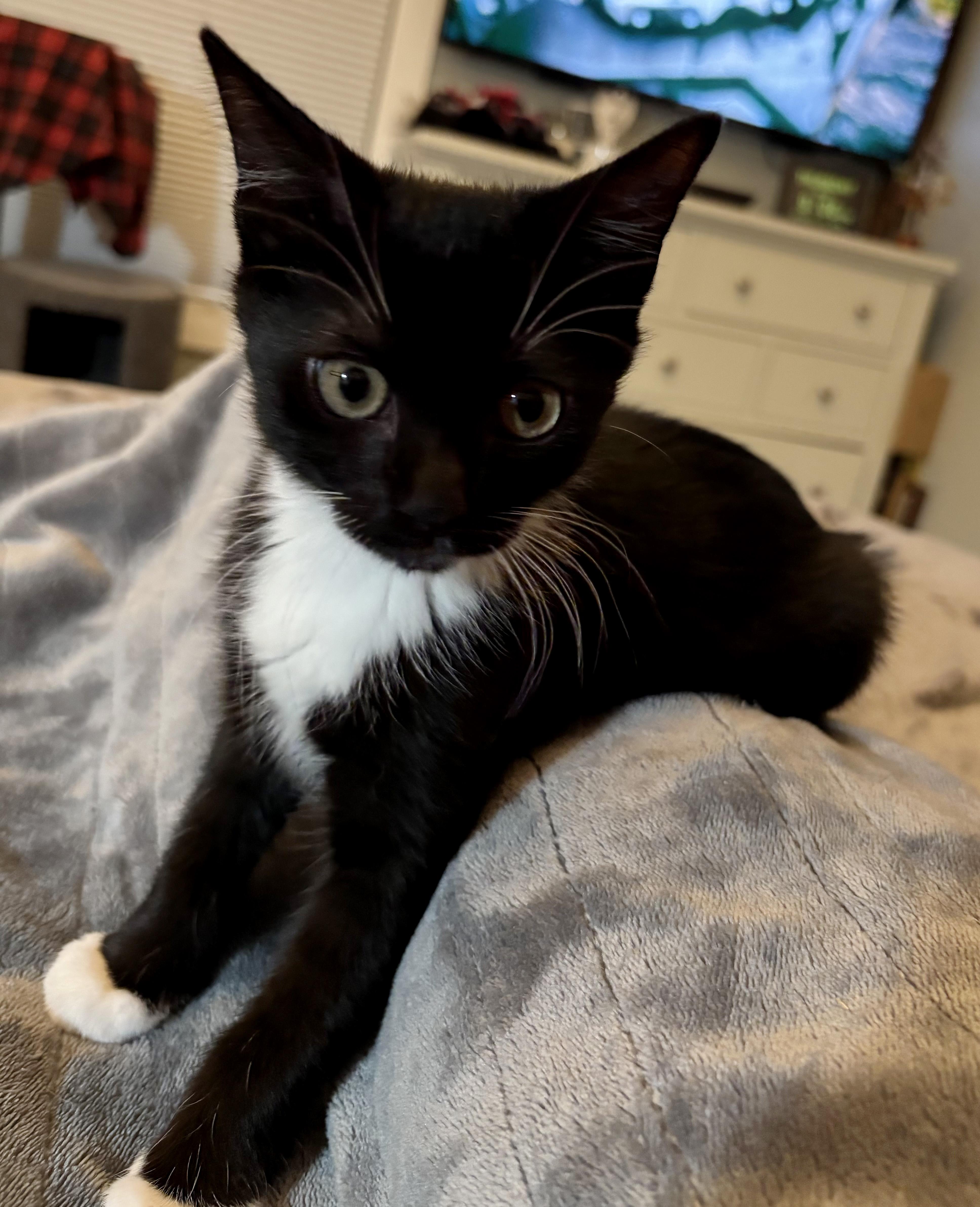 Enlarge Dozer, a Adoptable Domestic Short Hair in Fair Haven, VT image 1/3
