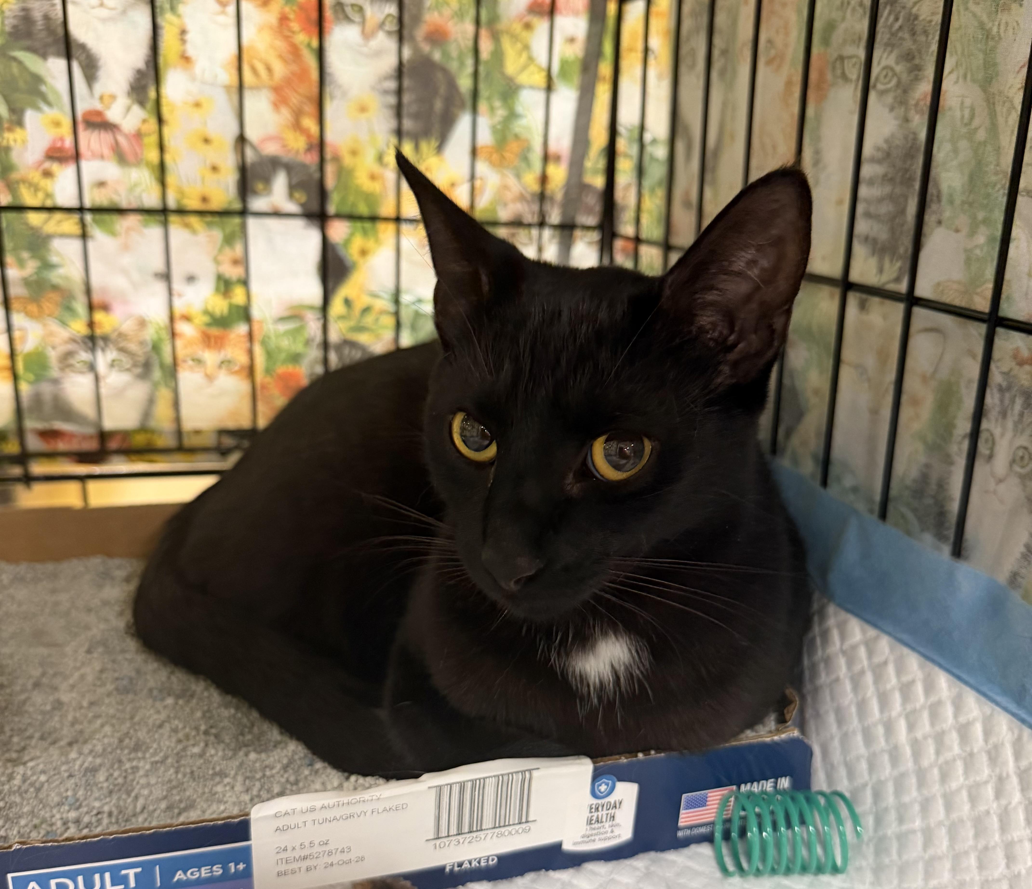 Enlarge Denton, a ADOPTABLE Domestic Short Hair in Bridgeton, NC image 1/3