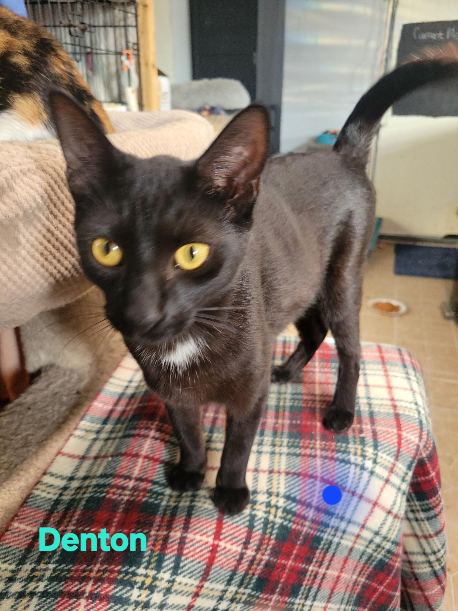 Enlarge Denton, a ADOPTABLE Domestic Short Hair in Bridgeton, NC image 2/3