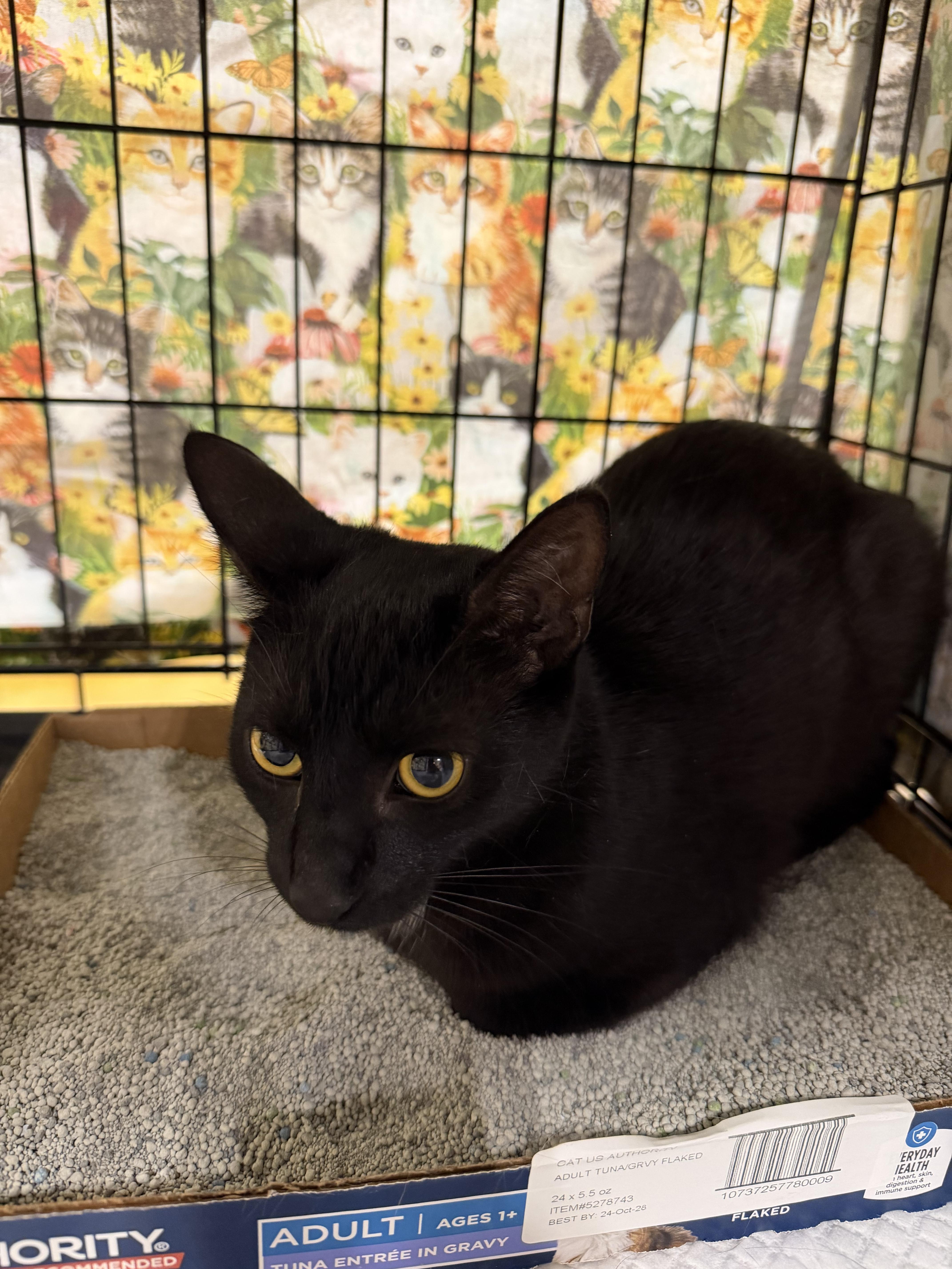 Enlarge Denton, a ADOPTABLE Domestic Short Hair in Bridgeton, NC image 3/3