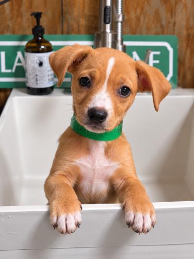 Jewel, Adoptable, Puppy Female Chihuahua.