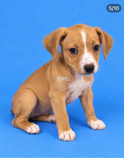 Enlarge Jewel, a Adoptable mixed breed in Amity, OR image 3/3