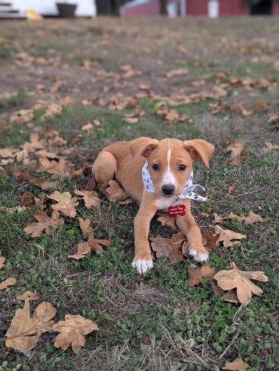 Enlarge Jewel, a Adoptable mixed breed in Amity, OR image 2/3