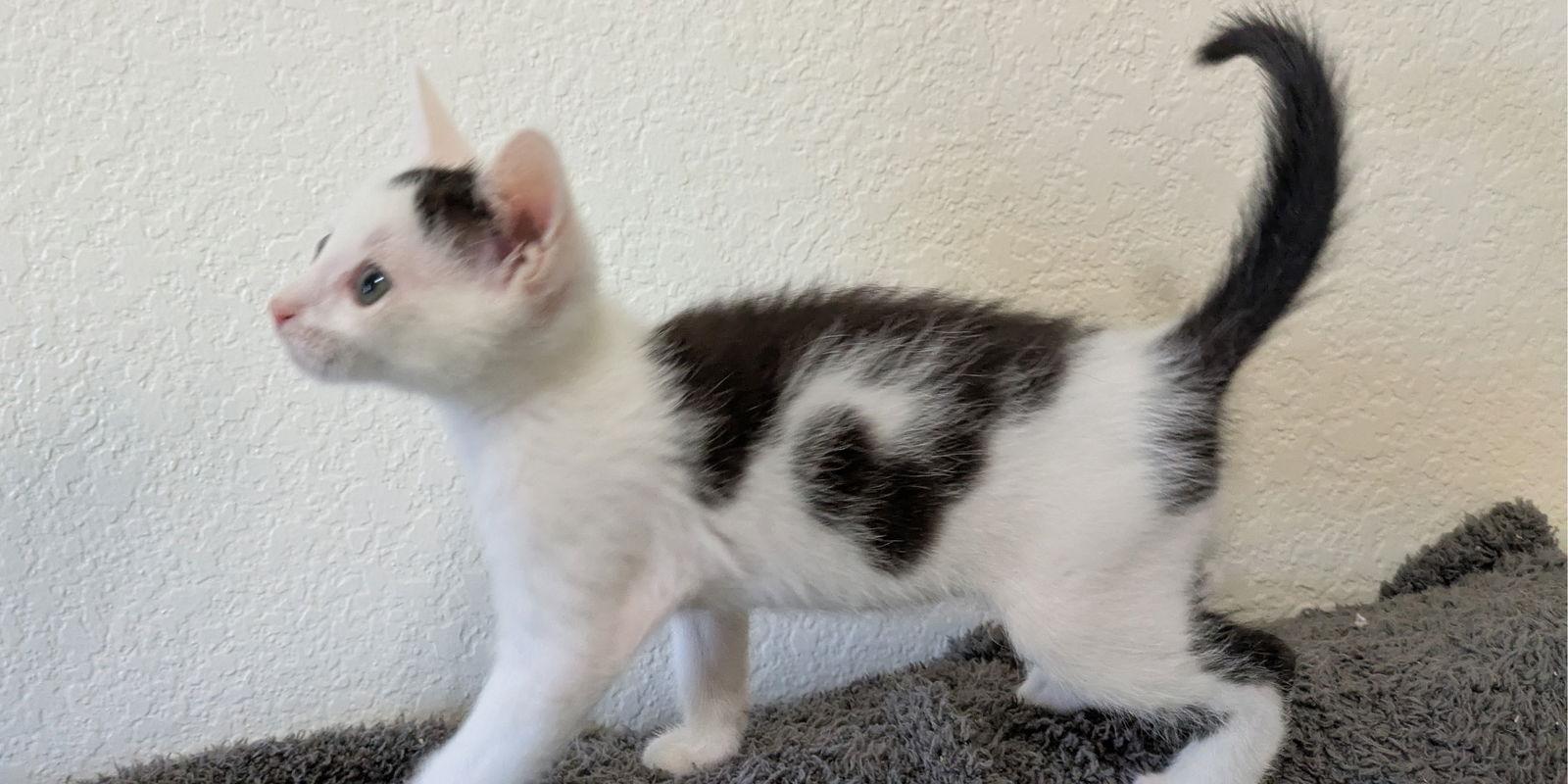 Enlarge Mickey, a Adoptable Domestic Short Hair in Orlando, FL image 2/3