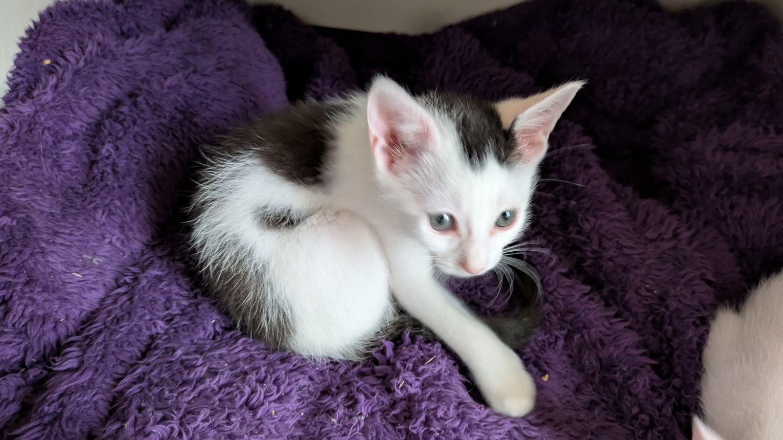 Enlarge Mickey, a Adoptable Domestic Short Hair in Orlando, FL image 3/3