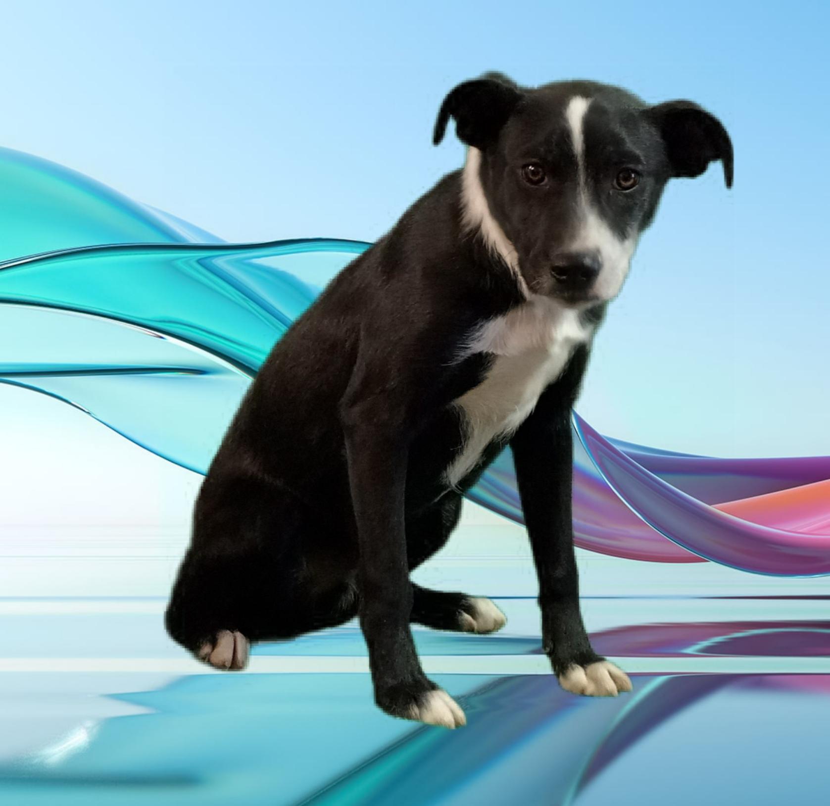 Copper, a Adoptable mixed breed in El Paso, TX image 3/5