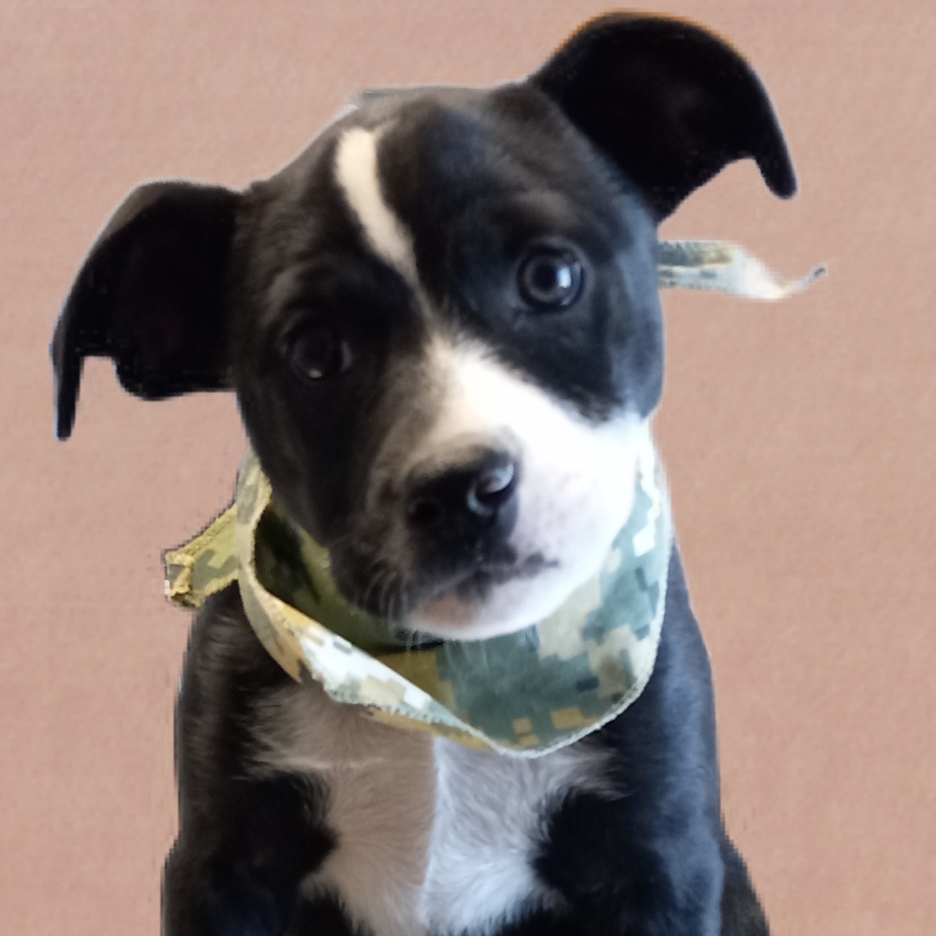 Copper, a Adoptable mixed breed in El Paso, TX image 5/5