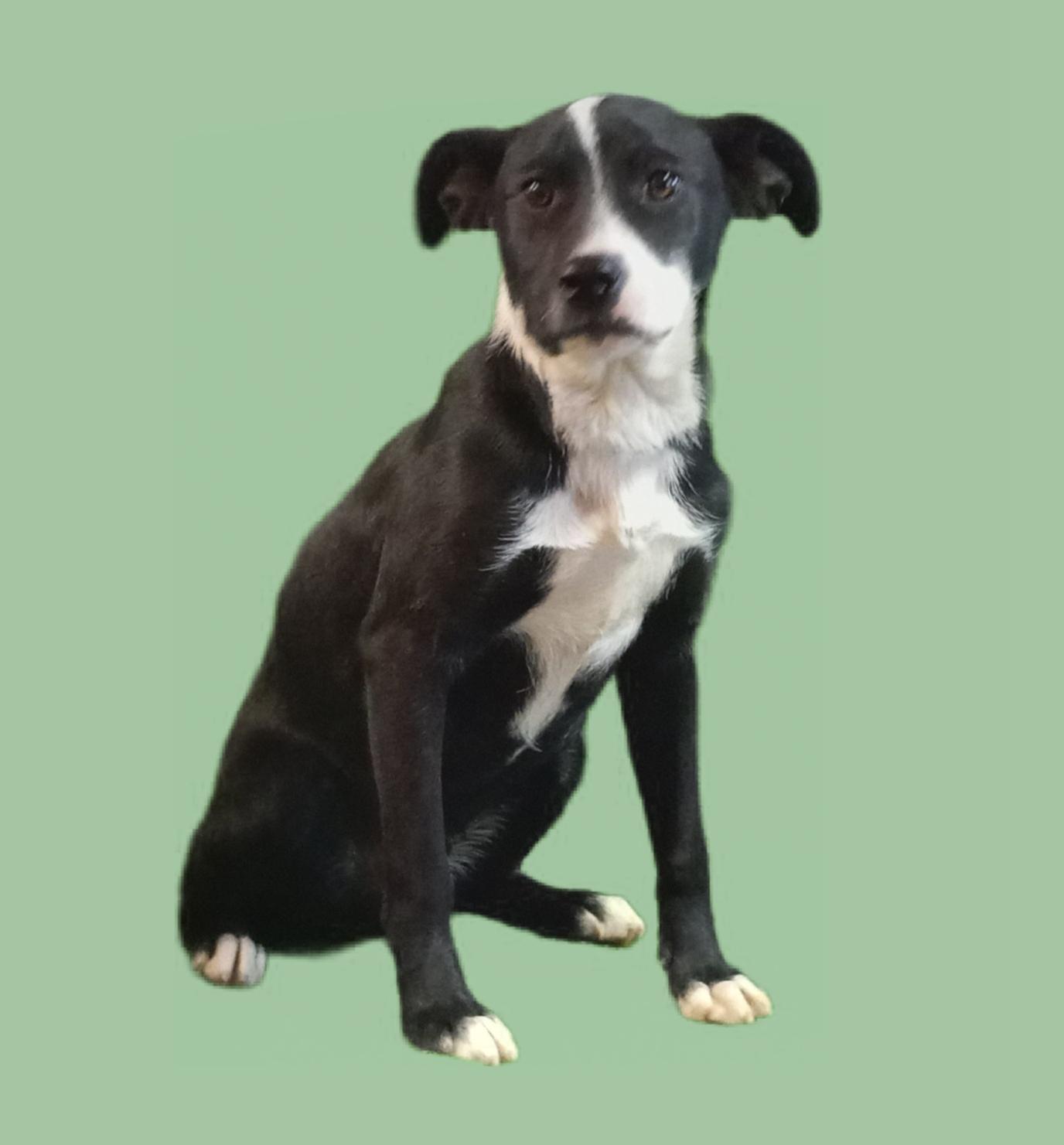 Copper, a Adoptable mixed breed in El Paso, TX image 2/5