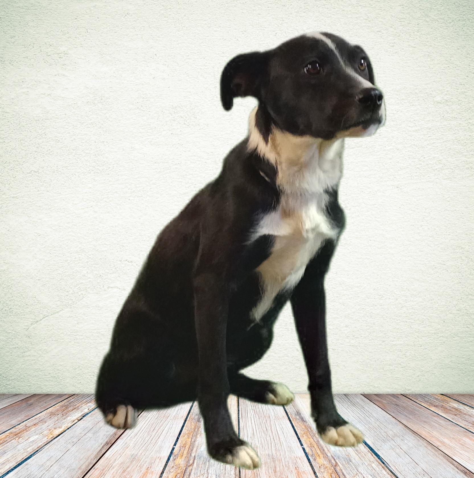 Copper, a Adoptable mixed breed in El Paso, TX image 4/5