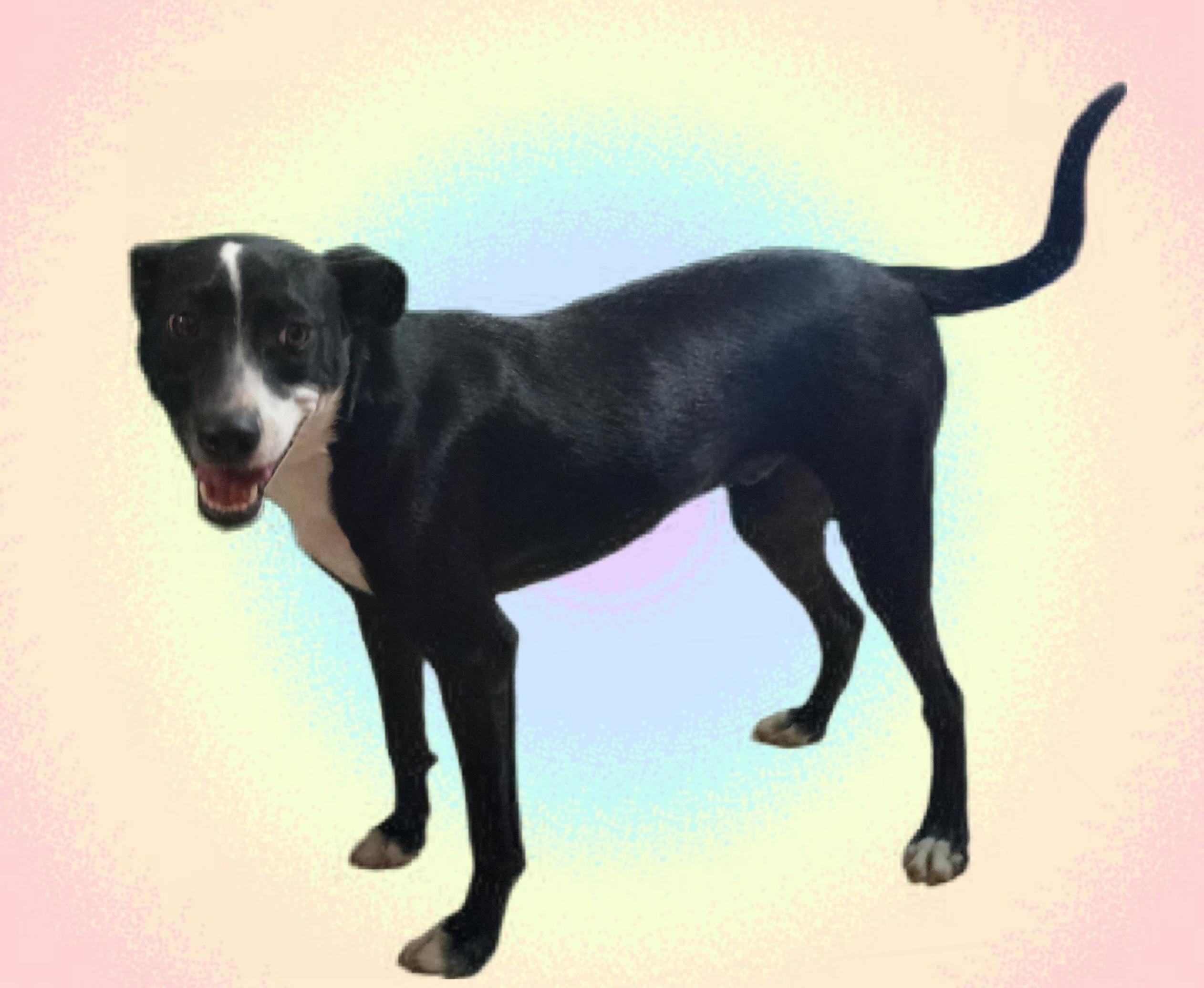 Copper, a Adoptable mixed breed in El Paso, TX image 1/5